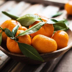 California Honey Mandarin Tree -Brighterblooms Shop California Mandarin 6 BB