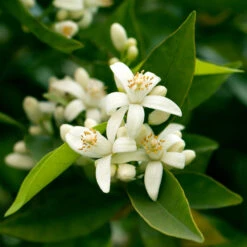 California Honey Mandarin Tree -Brighterblooms Shop California Mandarin 7