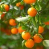 California Honey Mandarin Tree -Brighterblooms Shop California Mandarin BB 600x600 3fe4a7a7 1eba 47ba 9baf d1ac81395d54