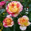 Camille Pissarro™ Rose 2 Camille Pissarro™ Rose -Brighterblooms Shop Camille Pissarro BB 600x600 9c9f74ec e6c0 4db9 83f2 e361ab593ec0