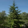 Canadian Hemlock Tree -Brighterblooms Shop Canadian Hemlock BB 600x600 1921d611 d517 49e0 99f3 f010bbdcc921