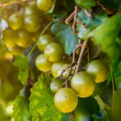 Carlos Scuppernong Grape Vine 9 Carlos Scuppernong Grape Vine -Brighterblooms Shop Carlos Muscadine 2 BB