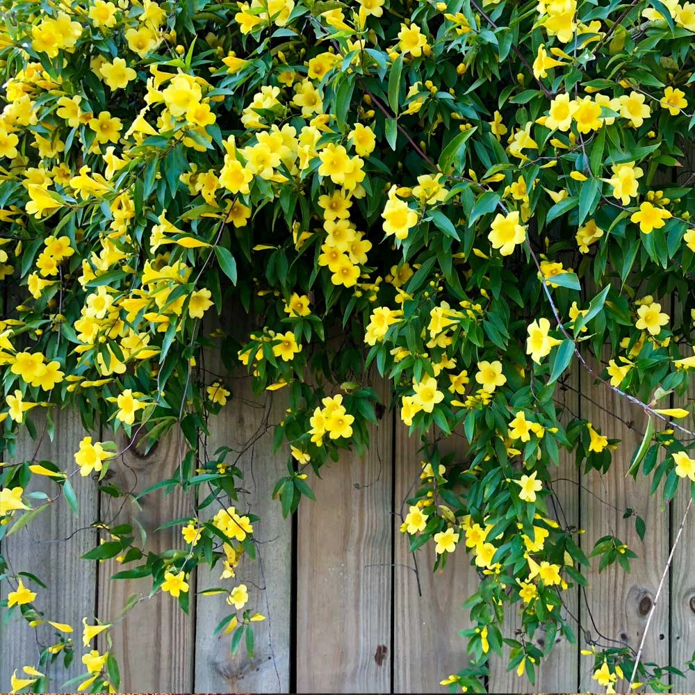 Carolina Jasmine 4 Carolina Jasmine - Image 2