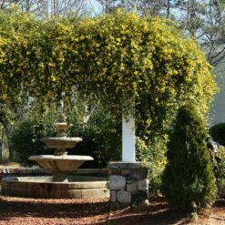 Carolina Jasmine 8 Carolina Jasmine -Brighterblooms Shop Carolina Jessamine Yellow Jasmine 3 BB