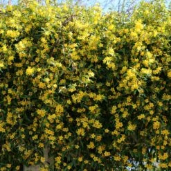 Carolina Jasmine 9 Carolina Jasmine -Brighterblooms Shop Carolina Jessamine Yellow Jasmine 5 BB