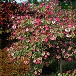 Carolina Sweetheart® Redbud Tree -Brighterblooms Shop Carolina Sweetheart Redbud 1