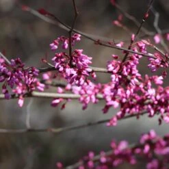 Carolina Sweetheart® Redbud Tree -Brighterblooms Shop Carolina Sweetheart Redbud 4 BB
