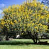 Cassia Tree -Brighterblooms Shop Cassia Tree BB 600x600 6bc9621f 9480 4854 a717 81b266377512