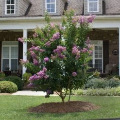 Catawba Crape Myrtle Tree -Brighterblooms Shop Catawba Crape Myrtle 4 BB