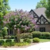 Catawba Crape Myrtle Tree -Brighterblooms Shop Catawba Crape Myrtle BB 600x600 685ddb24 ba1d 44a5 81ec 08cecaf260c6