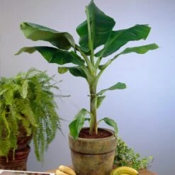 Dwarf Cavendish Banana Tree -Brighterblooms Shop Cavendish Banana 4