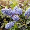 Yankee Point California Lilac -Brighterblooms Shop Ceanothus Yankee Point BB 600x600 6fff9423 4d6e 4e78 9ef2 4f2194a09a04