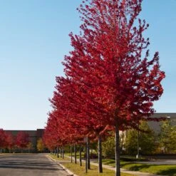 Celebration Maple Tree 9 Celebration Maple Tree -Brighterblooms Shop Celebration Maple 2 BB