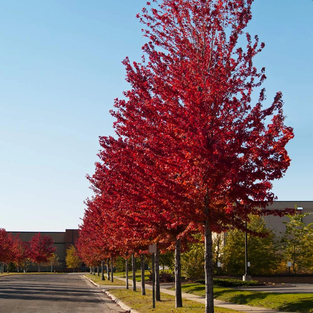 Celebration Maple Tree 5 Celebration Maple Tree - Image 3