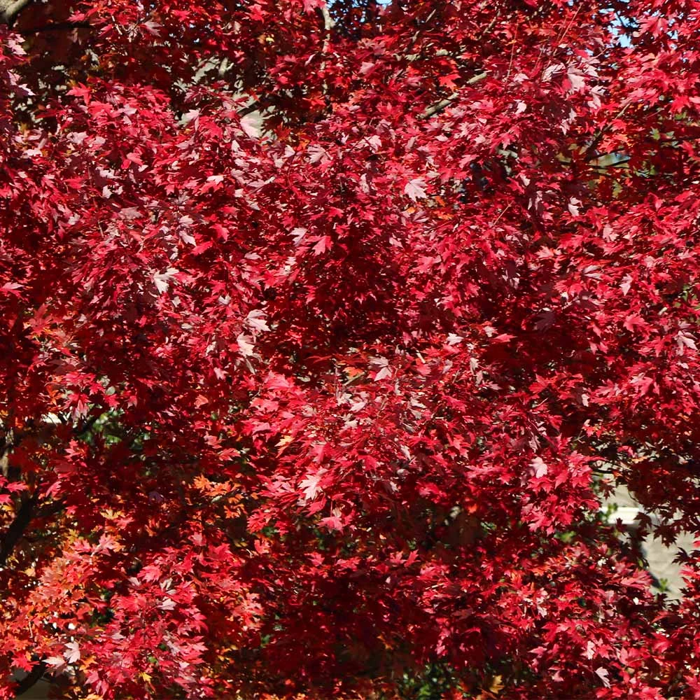 Celebration Maple Tree 6 Celebration Maple Tree - Image 4
