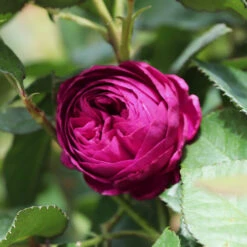 Celestial Night™ Rose Tree 9 Celestial Night™ Rose Tree -Brighterblooms Shop Celestial Night Rose Tree 1 BB