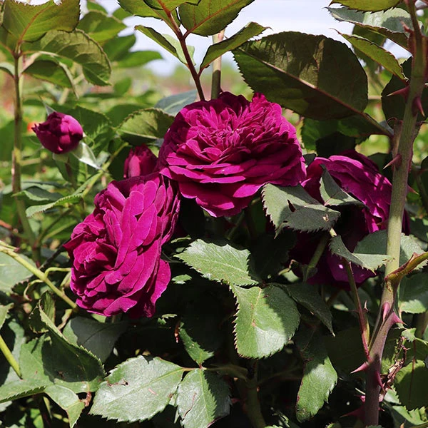 Celestial Night™ Rose Tree 3 Celestial Night™ Rose Tree