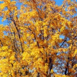 Chandler Walnut Tree -Brighterblooms Shop Chandler Walnut 1