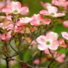 Cherokee Brave Dogwood Tree -Brighterblooms Shop Cherokee Brave BB 600x600 d884226f 1574 4993 b7ad 2d8ea3aace13