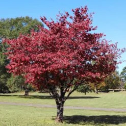 Cherokee Brave Dogwood Tree 9 Cherokee Brave Dogwood Tree -Brighterblooms Shop Cherokee Brave Dogwood 4 BB