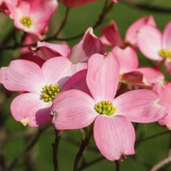 Cherokee Chief Dogwood Tree 8 Cherokee Chief Dogwood Tree -Brighterblooms Shop Cherokee Chief Dogwood 2 BB