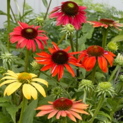Cheyenne Spirit Echinacea (Coneflower) -Brighterblooms Shop Cheyenne SPirit Coneflower 3