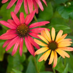 Cheyenne Spirit Echinacea (Coneflower) -Brighterblooms Shop Cheyenne SPirit Coneflower 4