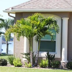 Christmas Palm Tree 15 Christmas Palm Tree -Brighterblooms Shop Christmas Palm 10 BB