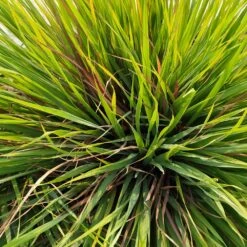 Citronella Grass -Brighterblooms Shop Citronella GRass 2 BB