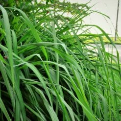 Citronella Grass -Brighterblooms Shop Citronella GRass 5