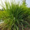 Citronella Grass -Brighterblooms Shop Citronella GRass BB 600x600 4f796804 3b7d 44fc ab62 e47d769bb570