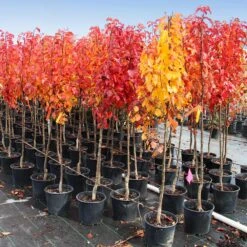 Cleveland Pear Tree -Brighterblooms Shop Cleveland Pear 10 BB