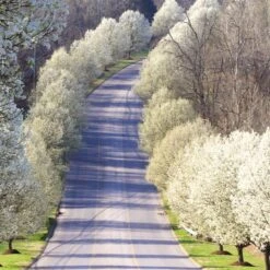 Cleveland Pear Tree -Brighterblooms Shop Cleveland Pear 11 BB