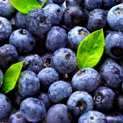 Climax Blueberry Bush -Brighterblooms Shop Climax Blueberry 5 BB