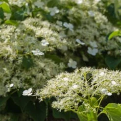 Climbing Hydrangea -Brighterblooms Shop Climbing Hydrangea 2