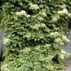 Climbing Hydrangea 1 Climbing Hydrangea -Brighterblooms Shop Climbing Hydrangea BB 600x600 258c7de5 2d4e 4329 b6b5 c2d8556cacd2