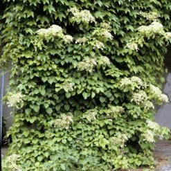 Climbing Hydrangea