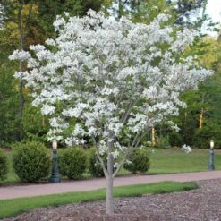 Cloud 9 Dogwood Tree -Brighterblooms Shop Cloud 9 Dogwood 4 BB