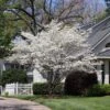 Cloud 9 Dogwood Tree -Brighterblooms Shop Cloud 9 Dogwood BB 600x600 ac6a1230 fd95 4303 bdcf b8b763138097