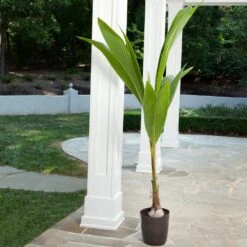 Coconut Palm Tree -Brighterblooms Shop Coconut Palm 2