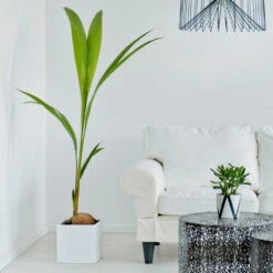 Coconut Palm Tree -Brighterblooms Shop Coconut Palm 3 BB