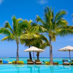 Coconut Palm Tree -Brighterblooms Shop Coconut Palm 4