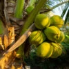 Coconut Palm Tree -Brighterblooms Shop Coconut Palm BB 600x600 2896d549 710b 4b9e 893b add2de2e77e6