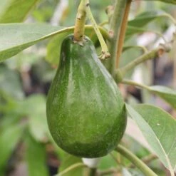 Cold Hardy Avocado Tree -Brighterblooms Shop Cold Hardy Avocado 4 BB