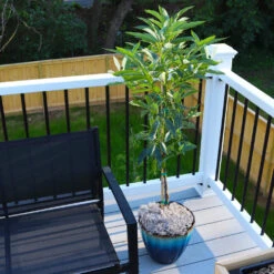 Cold Hardy Avocado Tree -Brighterblooms Shop Cold Hardy Avocado 7 FGT