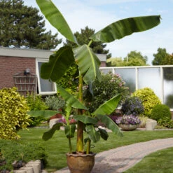 Cold Hardy Banana Tree 10 Cold Hardy Banana Tree -Brighterblooms Shop Cold Hardy Banana Tree 1