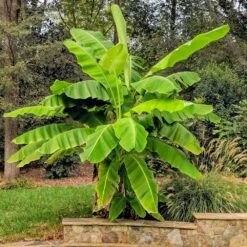 Cold Hardy Banana Tree 9 Cold Hardy Banana Tree -Brighterblooms Shop Cold Hardy Banana Tree 6