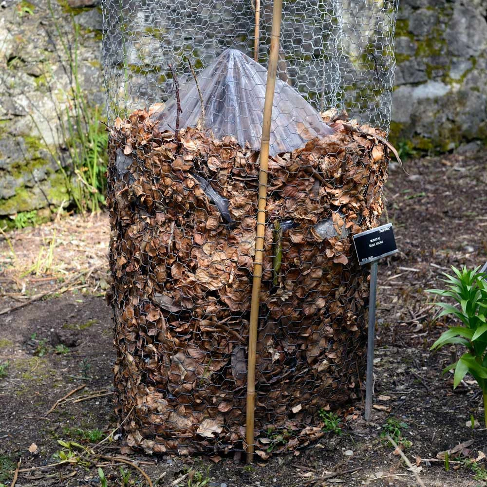 Cold Hardy Banana Tree 7 Cold Hardy Banana Tree - Image 5