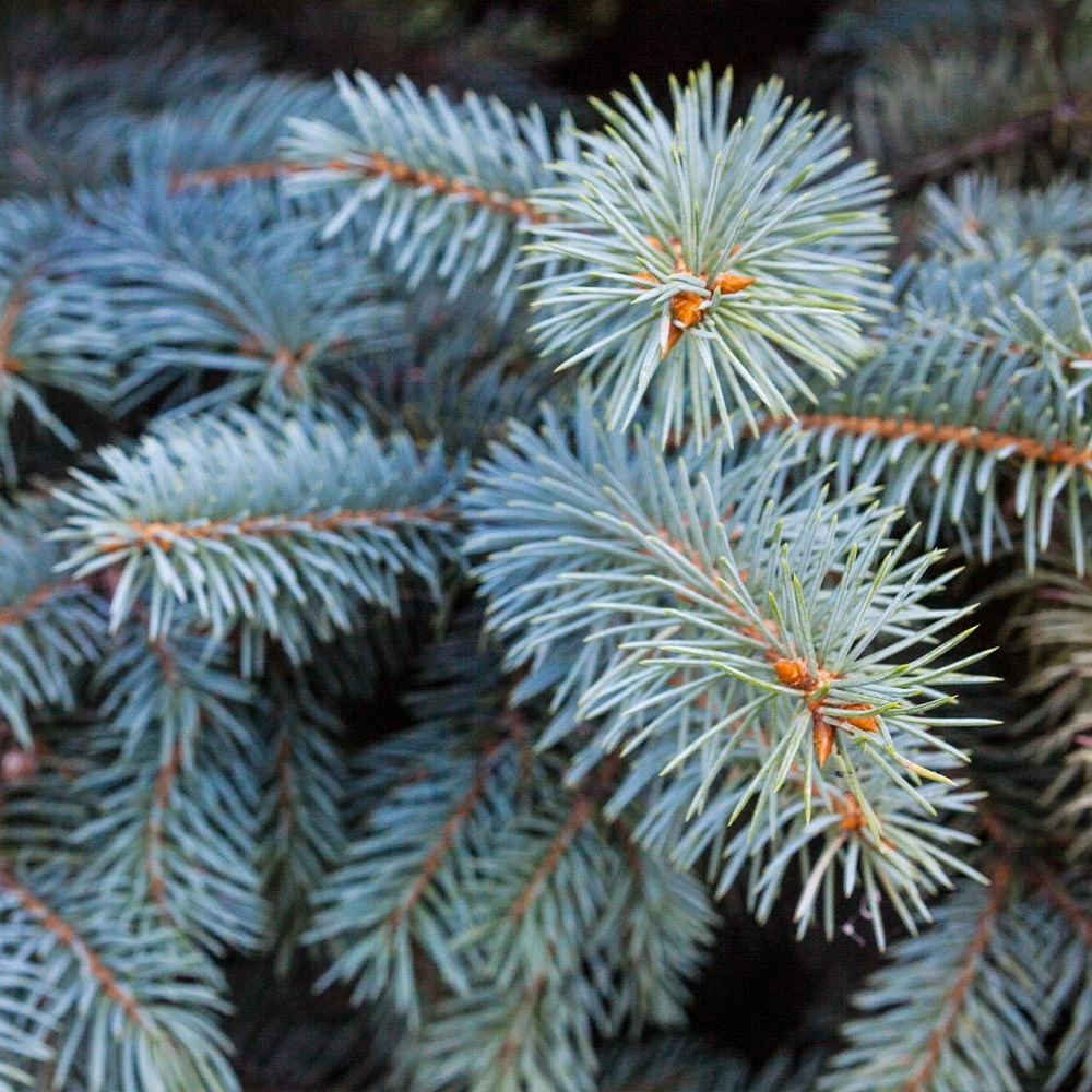 Colorado Blue Spruce Tree 7 Colorado Blue Spruce Tree - Image 5