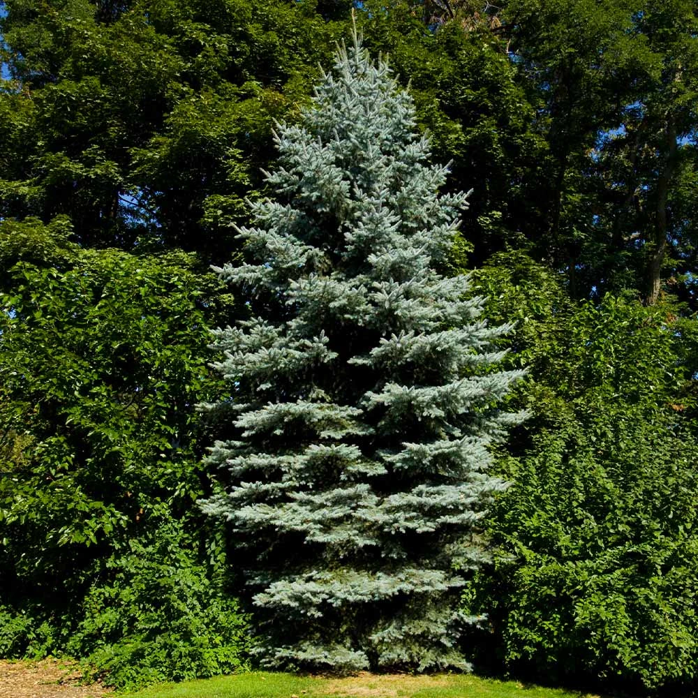 Colorado Blue Spruce Tree 5 Colorado Blue Spruce Tree - Image 3